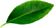 leave__0001_Layer-3.png leave__0001_Layer-3.png