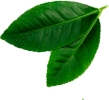 leave__0002_Layer-4.png leave__0002_Layer-4.png