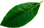 leave__0003_Layer-8.png leave__0003_Layer-8.png