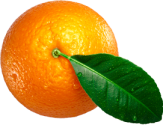 orange__0003_Layer-5.png orange__0003_Layer-5.png